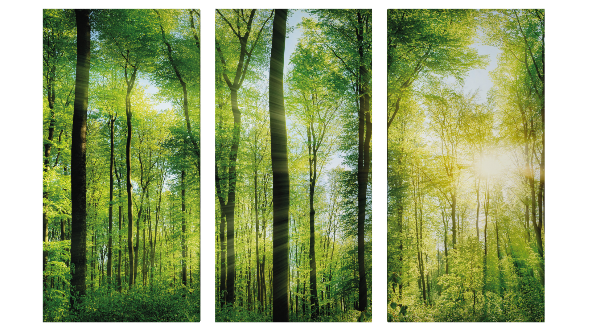 sun-drenched forest Set